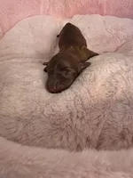 Girl 2 , a female Miniature Dachshund for sale in Bristol, TN – Photo 2 of 4