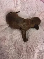 Girl 2 , a female Miniature Dachshund for sale in Bristol, TN – Photo 1 of 4