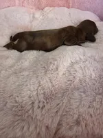 Girl 2 , a female Miniature Dachshund for sale in Bristol, TN – Photo 4 of 4