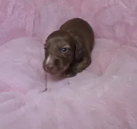 Moose, a male Miniature Dachshund for sale in Bristol, TN – 5 of 6
