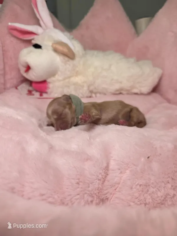 Light blue  – Miniature Dachshund puppy for sale in Bristol, TN