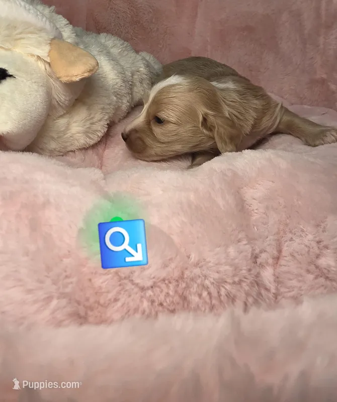 Green collar  – Miniature Dachshund puppy for sale in Bristol, TN