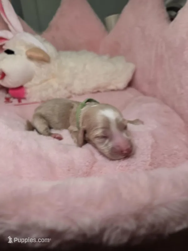 Green collar  – Miniature Dachshund puppy for sale in Bristol, TN