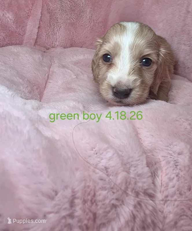 Green collar  – Miniature Dachshund puppy for sale in Bristol, TN
