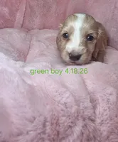 Green collar , a male Miniature Dachshund for sale in Bristol, TN – 1 of 3