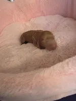 Honey Bun AKC , a male Miniature Dachshund for sale in Bristol, TN – Photo 2 of 4