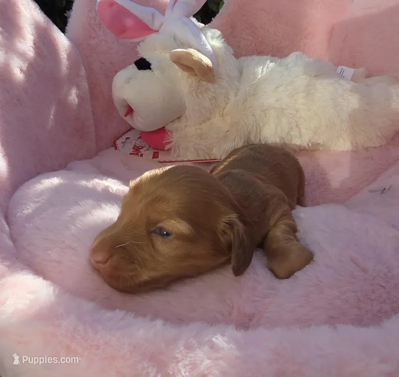 Honey Bun AKC  – Miniature Dachshund puppy for sale in Bristol, TN
