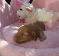 Honey Bun AKC , a male Miniature Dachshund for sale in Bristol, TN – Photo 1 of 8