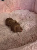 Honey Bun AKC , a male Miniature Dachshund for sale in Bristol, TN – Photo 3 of 4