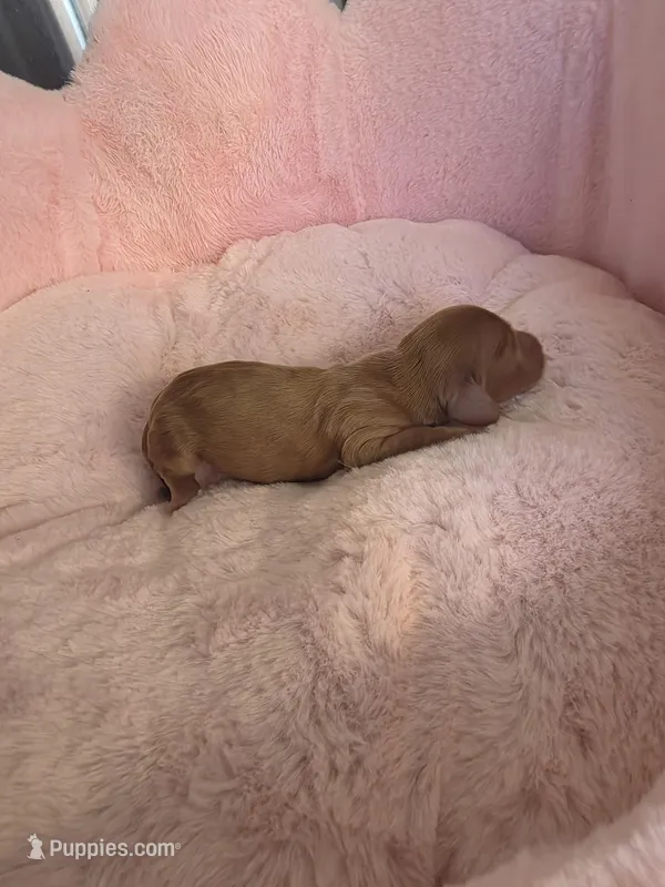 Honey Bun AKC  – Miniature Dachshund puppy for sale in Bristol, TN
