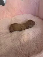 Honey Bun AKC , a male Miniature Dachshund for sale in Bristol, TN – Photo 1 of 4