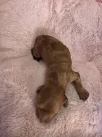 Honey Bun AKC , a male Miniature Dachshund for sale in Bristol, TN – Photo 4 of 4