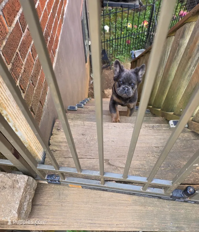 Bleu – French Bulldog puppy for sale in Bristol, TN