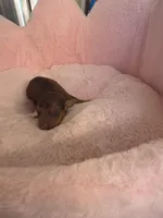 ASHER AKC , a male Miniature Dachshund for sale in Bristol, TN – Photo 1 of 4