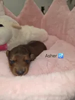 ASHER AKC , a male Miniature Dachshund for sale in Bristol, TN – Photo 3 of 8