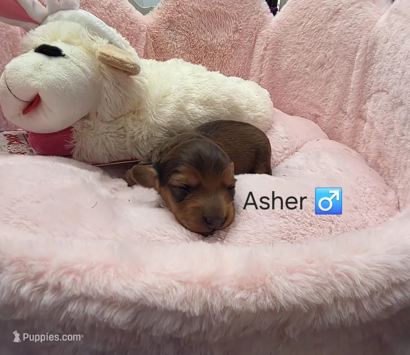 ASHER AKC  – Miniature Dachshund puppy for sale in Bristol, TN