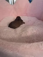 ASHER AKC , a male Miniature Dachshund for sale in Bristol, TN – Photo 2 of 4