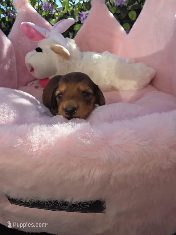 ASHER AKC  – Miniature Dachshund puppy for sale in Bristol, TN