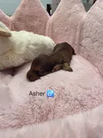 ASHER AKC , a male Miniature Dachshund for sale in Bristol, TN – Photo 4 of 8