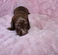 Moose, a male Miniature Dachshund for sale in Bristol, TN – 3 of 6