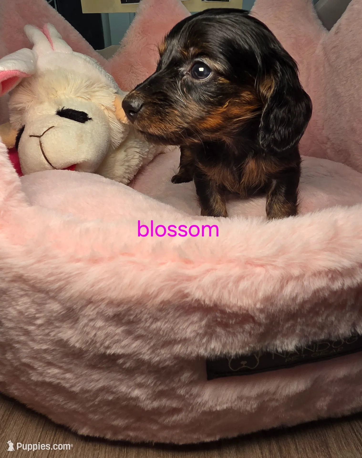 Blossom , a female Miniature Dachshund for sale in Bristol, TN – Photo 3 of 6