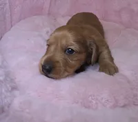 Mookie , a male Miniature Dachshund for sale in Bristol, TN – 2 of 4