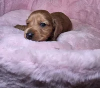 Moochie, a female Miniature Dachshund for sale in Bristol, TN – 3 of 5