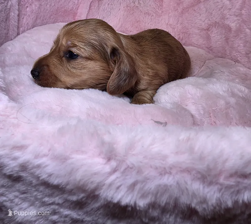 Moochie – Miniature Dachshund puppy for sale in Bristol, TN