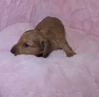 Mookie , a male Miniature Dachshund for sale in Bristol, TN – 4 of 4