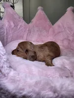 Moochie, a female Miniature Dachshund for sale in Bristol, TN – 4 of 5