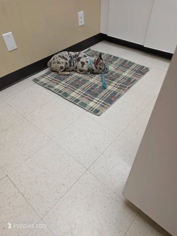 Diva – French Bulldog puppy for sale in Bristol, TN