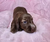 Moose, a male Miniature Dachshund for sale in Bristol, TN – 6 of 6