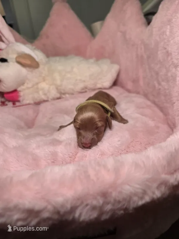 Yellow  – Miniature Dachshund puppy for sale in Bristol, TN