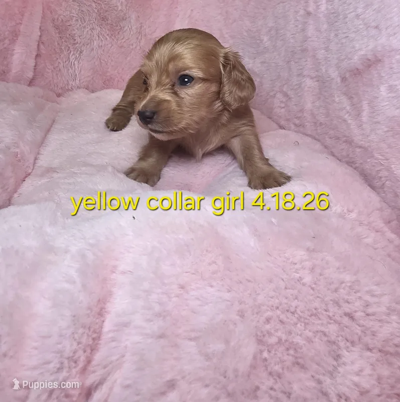 Yellow  – Miniature Dachshund puppy for sale in Bristol, TN