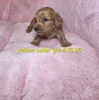 Yellow , a female Miniature Dachshund for sale in Bristol, TN – 1 of 2