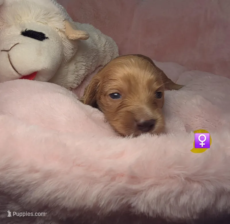 Yellow  – Miniature Dachshund puppy for sale in Bristol, TN