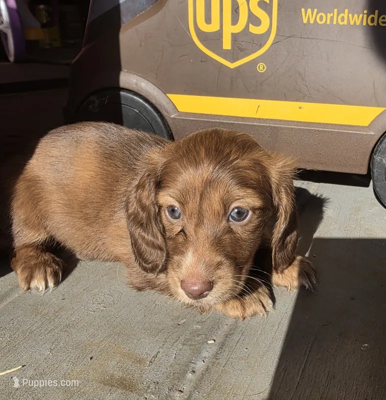 Moose – Miniature Dachshund puppy on hold in Bristol, TN