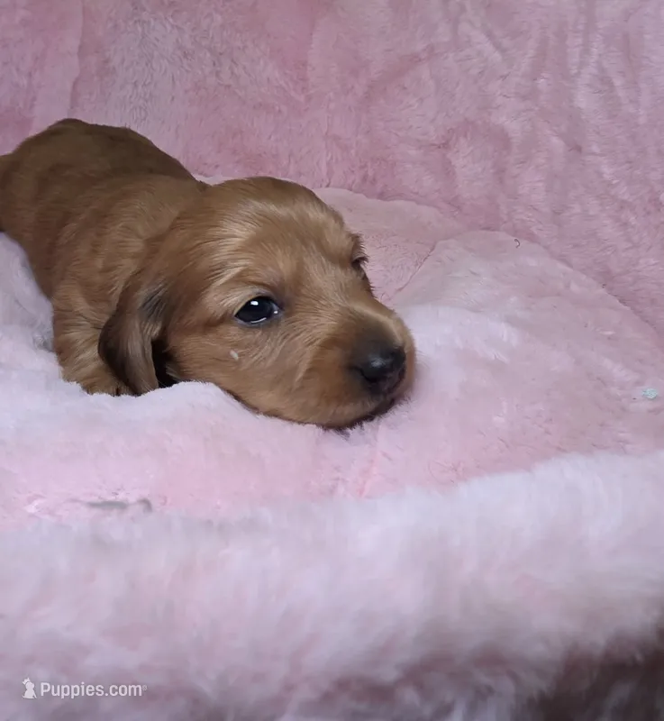 Mookie  – Miniature Dachshund puppy for sale in Bristol, TN