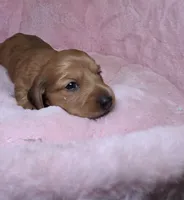 Mookie , a male Miniature Dachshund for sale in Bristol, TN – 1 of 4