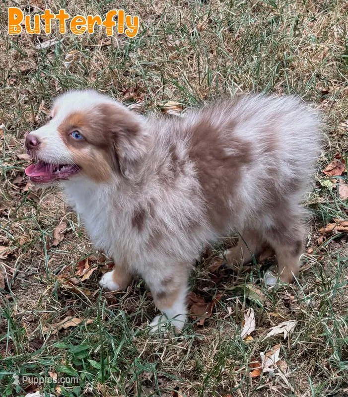 Butterfly AKC & ASDR – Australian Shepherd puppy for sale in Prairie Grove, AR