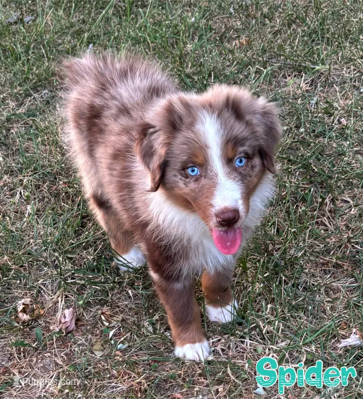 Spider AKC & ASDR – Australian Shepherd puppy for sale in Prairie Grove, AR
