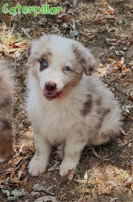 Caterpillar AKC & ASDR – Australian Shepherd puppy on hold in Prairie Grove, AR