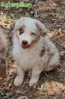Caterpillar AKC & ASDR, a male Australian Shepherd for sale in Prairie Grove, AR – 1 of 7