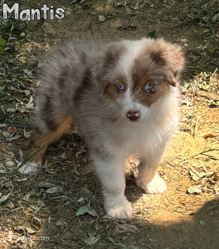 Mantis AKC & ASDR – Australian Shepherd puppy for sale in Prairie Grove, AR