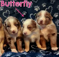 Butterfly AKC & ASDR, a female Australian Shepherd for sale in Prairie Grove, AR – 5 of 6