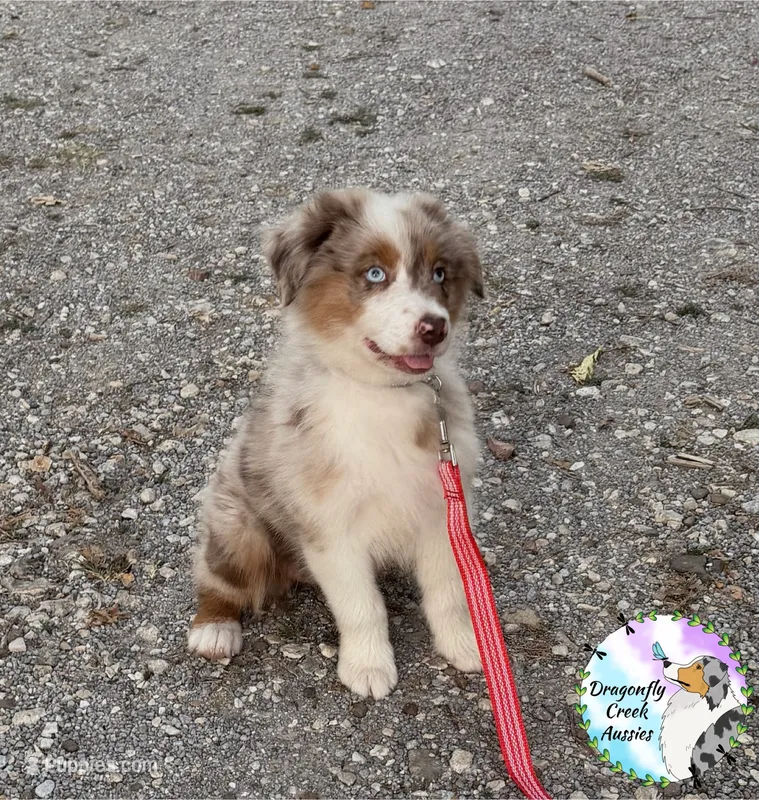 Mantis (AKC & ASDR) – Australian Shepherd puppy for sale in Prairie Grove, AR
