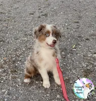 Mantis (AKC & ASDR), a female Australian Shepherd for sale in Prairie Grove, AR – 2 of 9