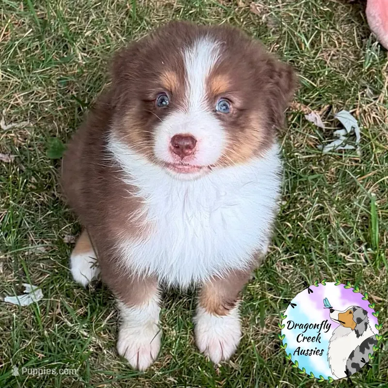 Ladybug - Red Collar RTF  – Australian Shepherd puppy for sale in Prairie Grove, AR