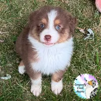 Ladybug AKC & ASDR, a female Australian Shepherd for sale in Prairie Grove, AR – 1 of 4