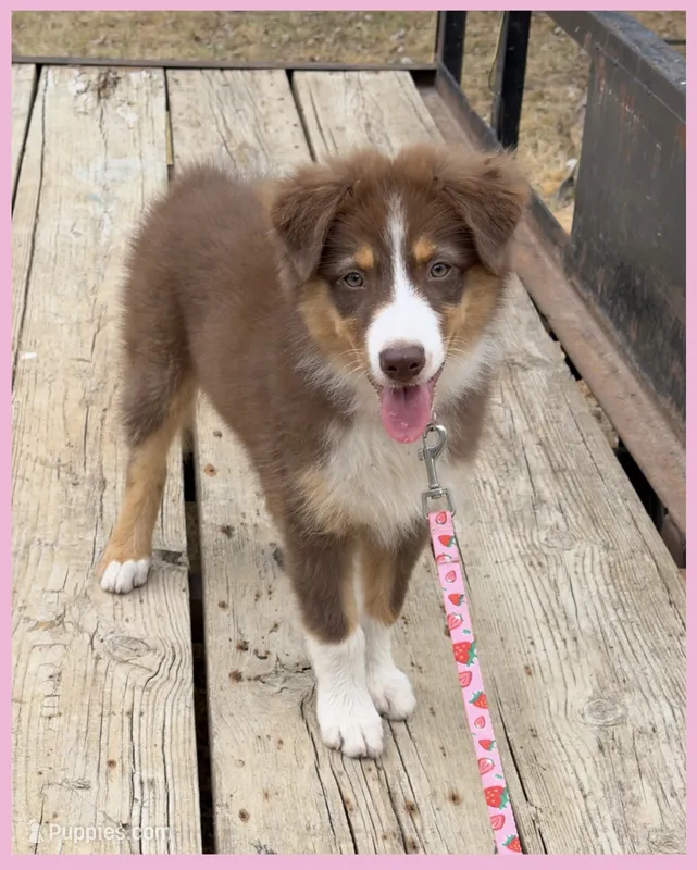 Moth - Akc&Asdr – Australian Shepherd puppy for sale in Prairie Grove, AR